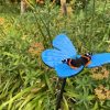 Butterfly from the Meadow at Sandringham Gardens and Tapping House The Norfolk Hospice Charity