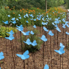Butterfly from the Meadow at Sandringham Gardens and Tapping House The Norfolk Hospice Charity - Image 4